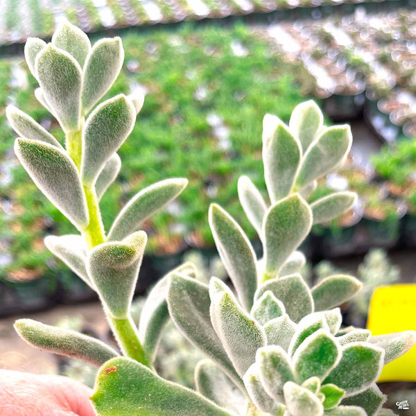 fuzzy leaf succulent Echeveria 'Frosty' — Green Acres Nursery & Supply
