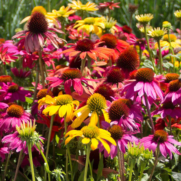 Echinacea_Assorted_600x600.jpg