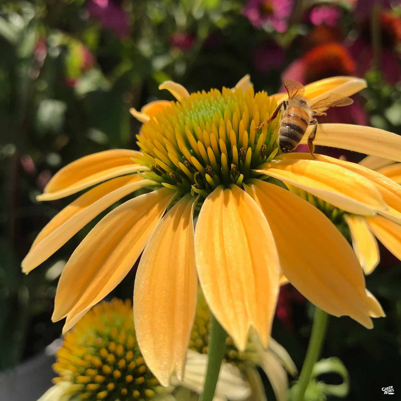 Coneflower