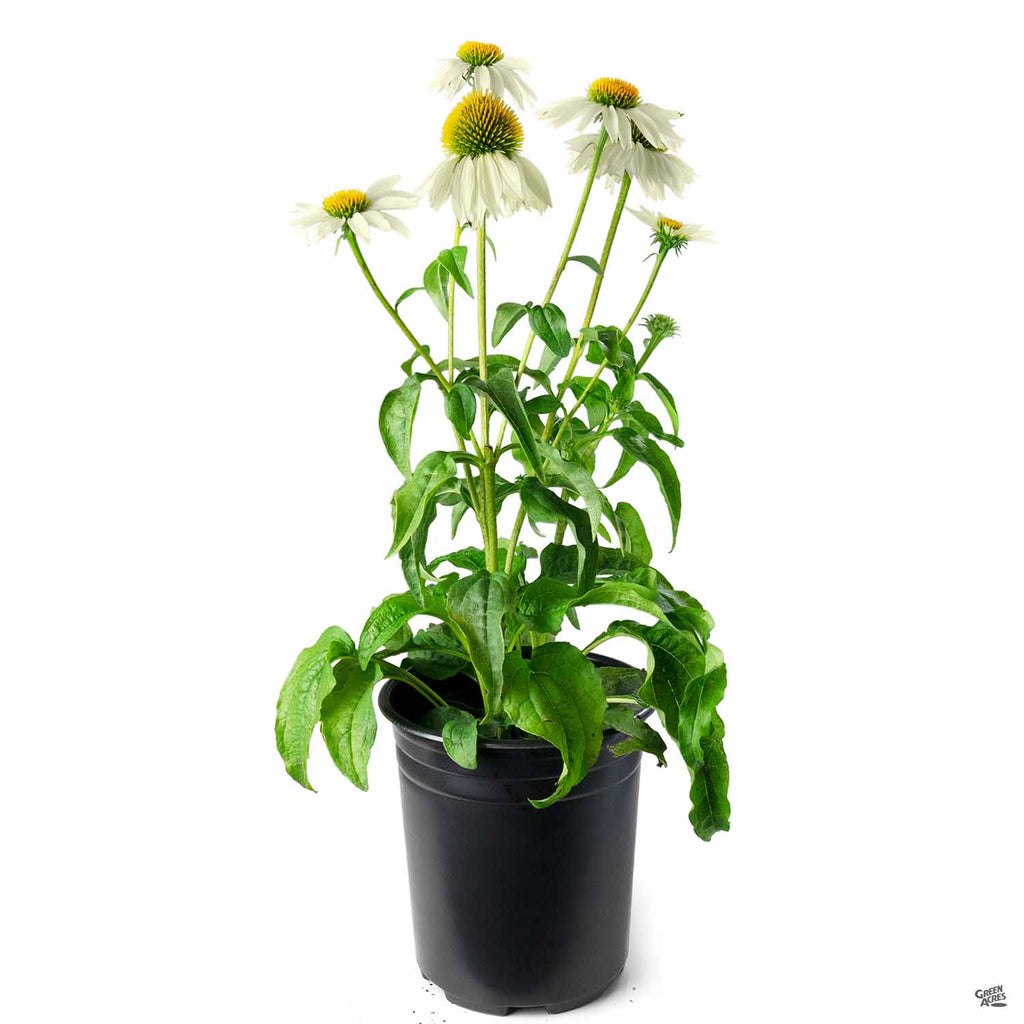 PowWow® White Coneflower — Green Acres Nursery & Supply