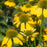 Coneflower Sombrero Lemon Yellow