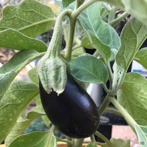 Eggplant 'Black Beauty' plant