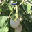 Eggplant 'Cloud Nine'