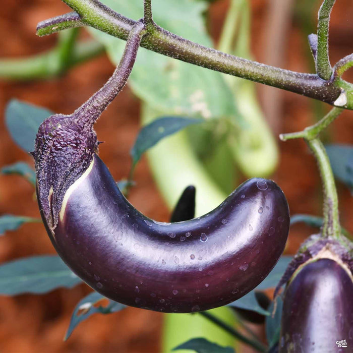 'Ichiban' Eggplant