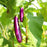 Eggplant 'Pingtung Long'