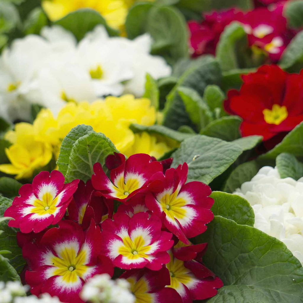 Primrose Flower