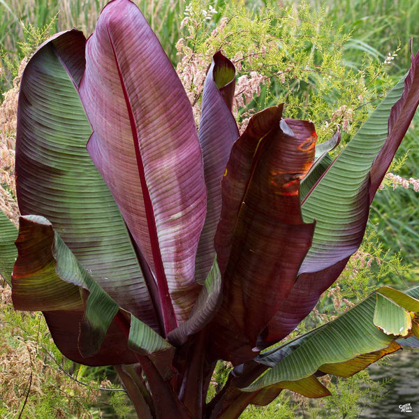 red banana indoor plant Red Abyssinian Banana — Green Acres Nursery & Supply
