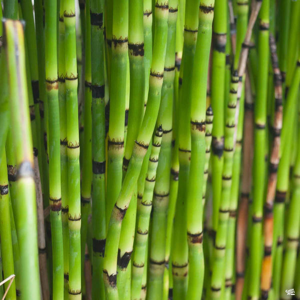 indoor reed plant Horsetail Reed — Green Acres Nursery & Supply