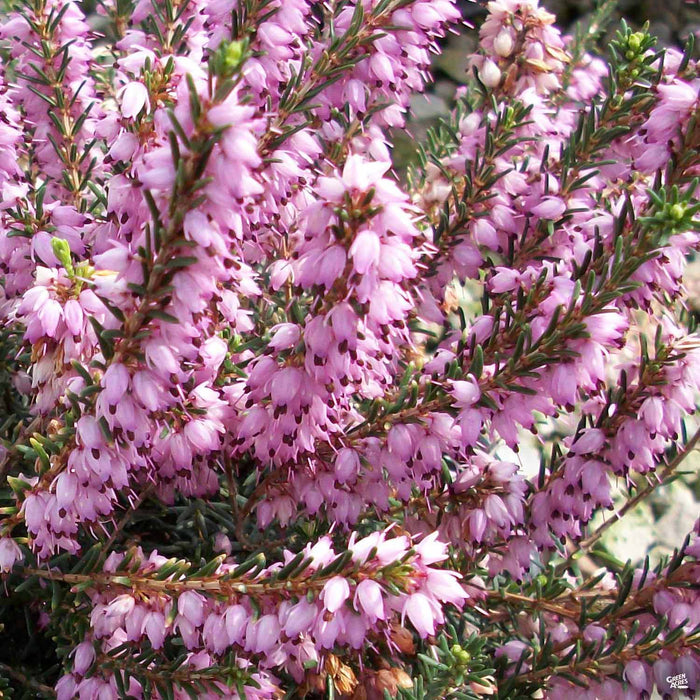 Heath 'Mediterranean Pink'