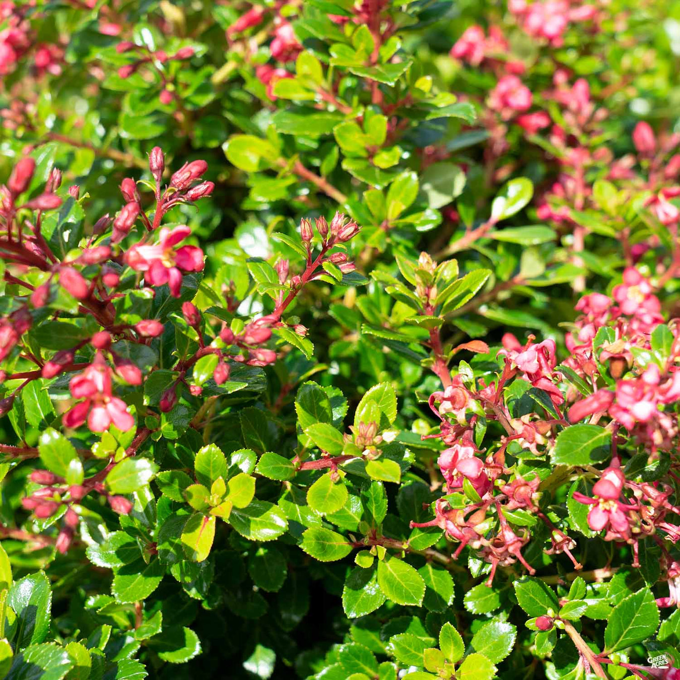 Escallonia 'Compacta' Collection