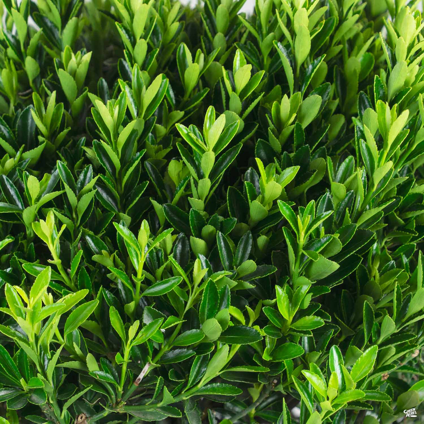 Euonymus