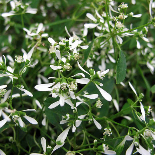 Euphorbia 'Breathless White'