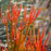 Euphorbia 'Sticks on Fire'
