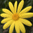 Euryops Yellow Flower