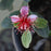 Feijoa sellowiana bloom