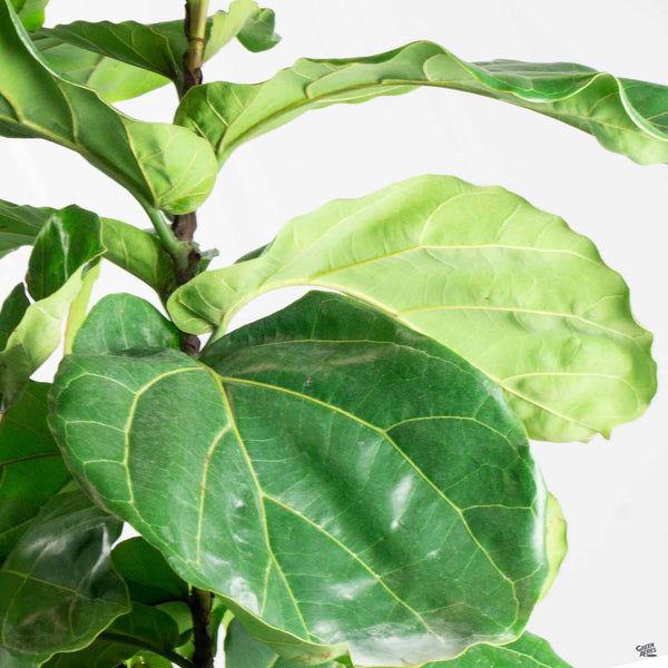 column fiddle leaf fig Fiddle Leaf Fig Column — Green Acres Nursery & Supply