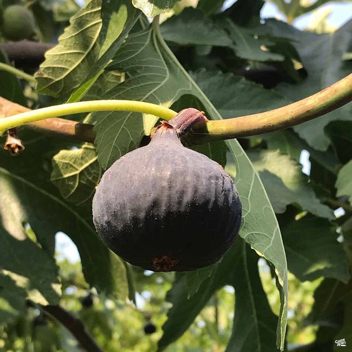 black mission fig tree