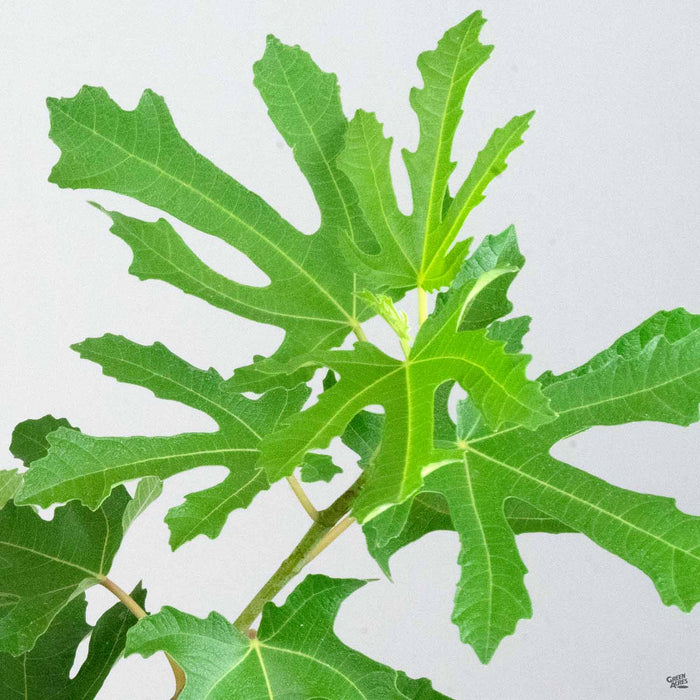 Fig 'Little Miss Figgy' plant