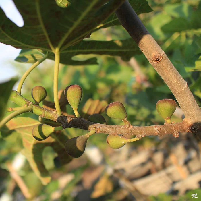 Set 2 Violette de Bordeaux Fig - Fig tree live plants - 4-6in tall Set 2 Violette de Bordeaux Fig - Fig tree live plants - 4-6in tall