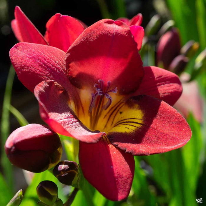 Red Freesia