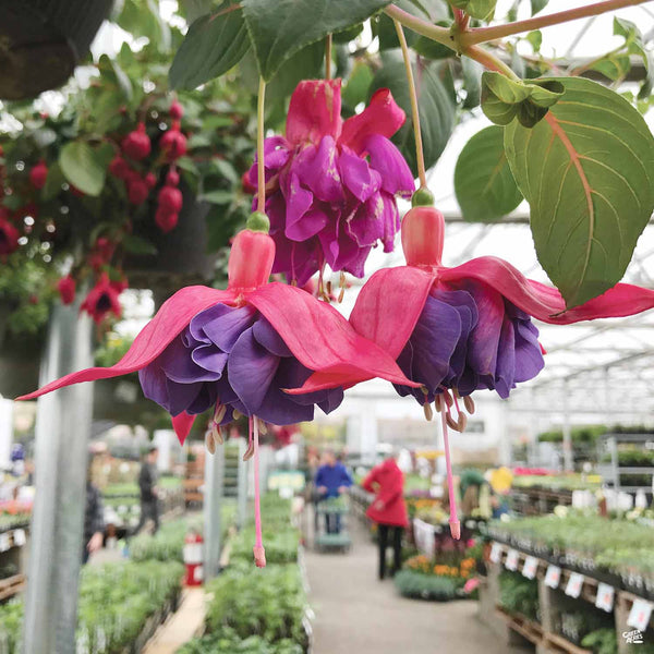 Fuchsia — Green Acres Nursery & Supply