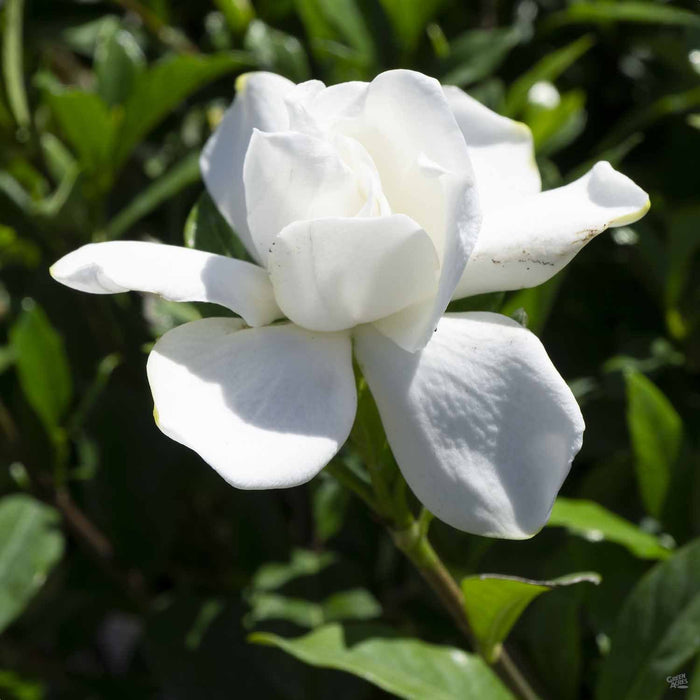 Gardenia 'Veitchii' Closeup