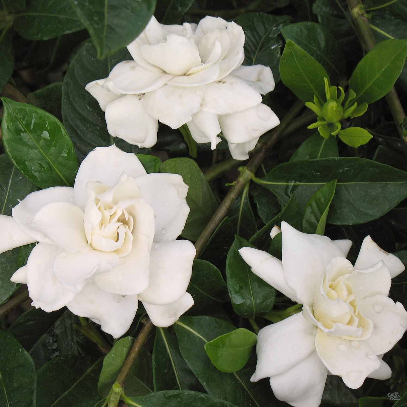 Start with the Basics | Gardenia 'Veitchii'