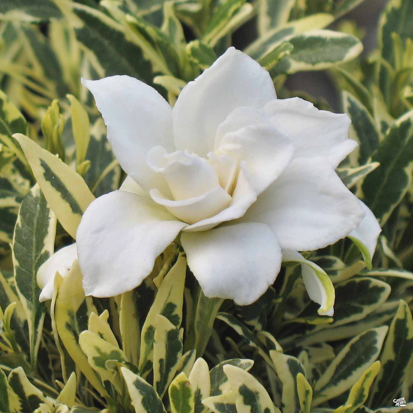 Gardenia