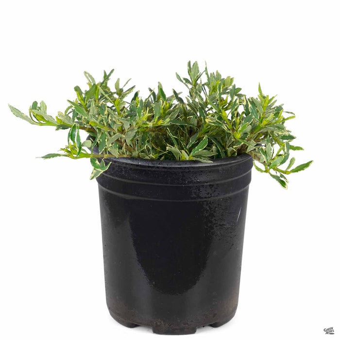 Dwarf Variegated Gardenia 1 gallon
