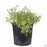 Dwarf Variegated Gardenia 2 gallon