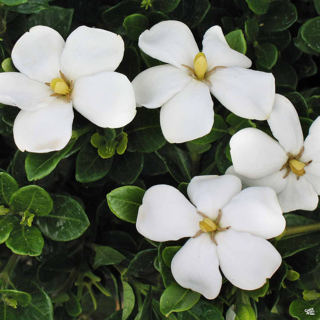 Gardenia 'Kleim's Hardy' — Green Acres Nursery & Supply