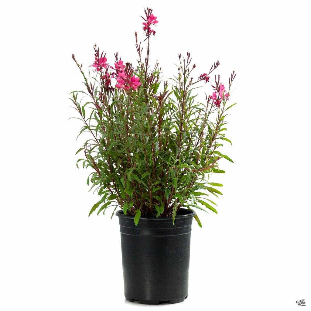 Gaura 'Belleza' — Green Acres Nursery & Supply