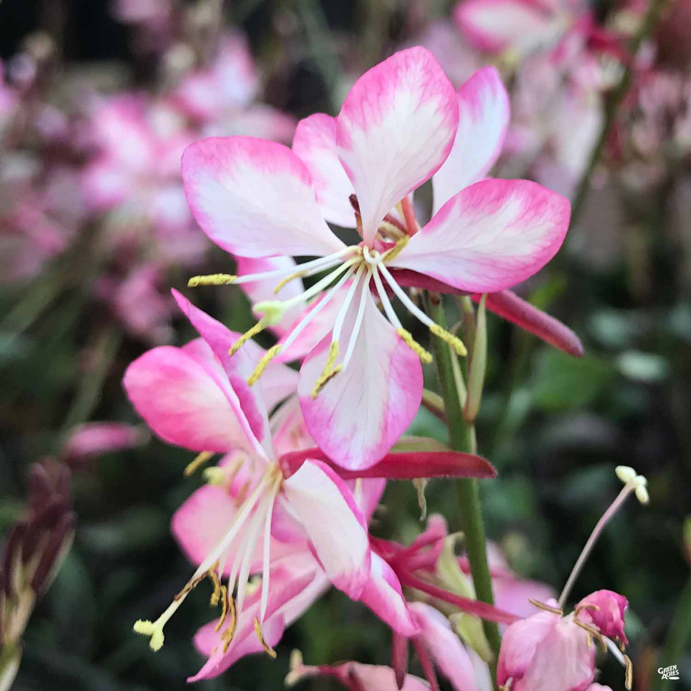 Gaura