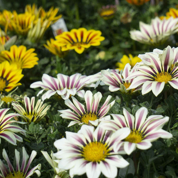 Gazania — Green Acres Nursery & Supply