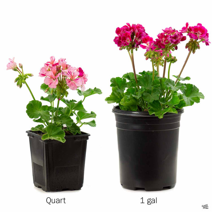 Zonal Geranium in 4 Inch and 1 Gallon
