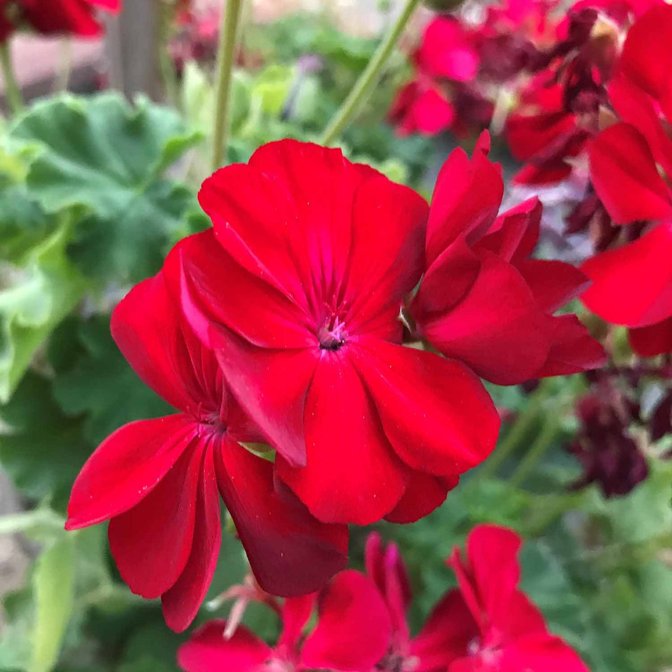 Geraniums