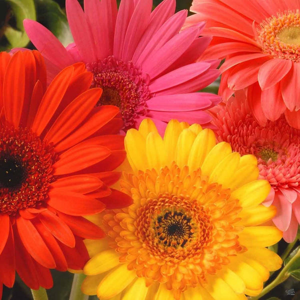 Gerberas_85008049-fc7e-4fa9-