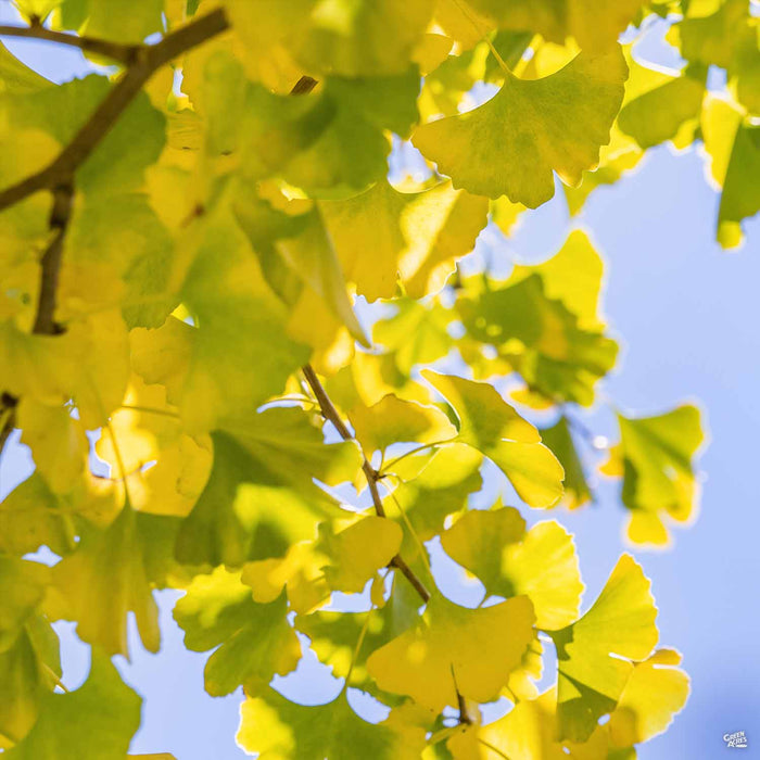 Ginkgo biloba 'Autumn Gold' Late Summer
