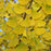 Ginkgo biloba 'Autumn Gold' Fall Colors