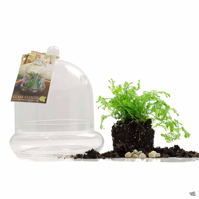 cloche terrarium plants Terrarium Cloche 4.75" — Green Acres Nursery & Supply
