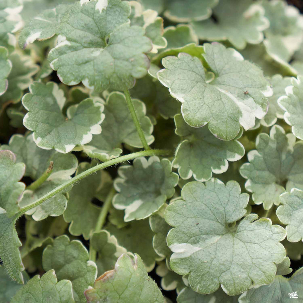 Variegated Ground Ivy — Green Acres Nursery & Supply
