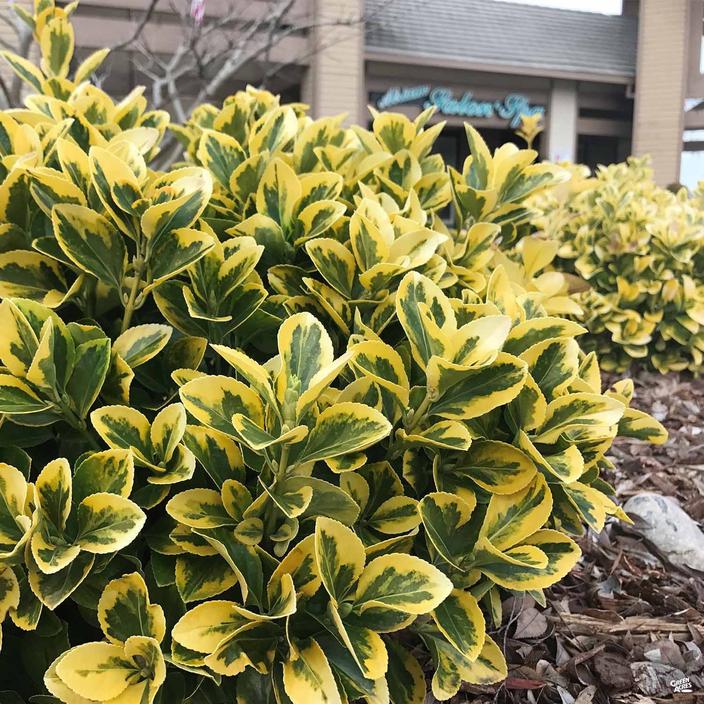 Start with the Basics | Golden Euonymus