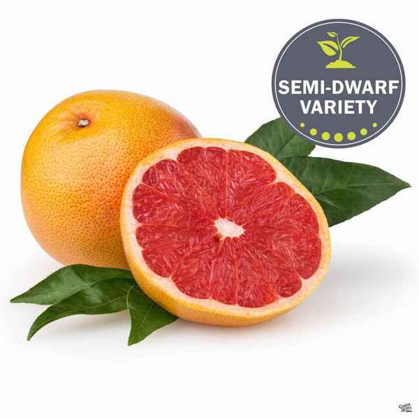 Grapefruit_RioRed_Fruit_Dwarf_