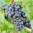 Black Monukka Seedless Grape