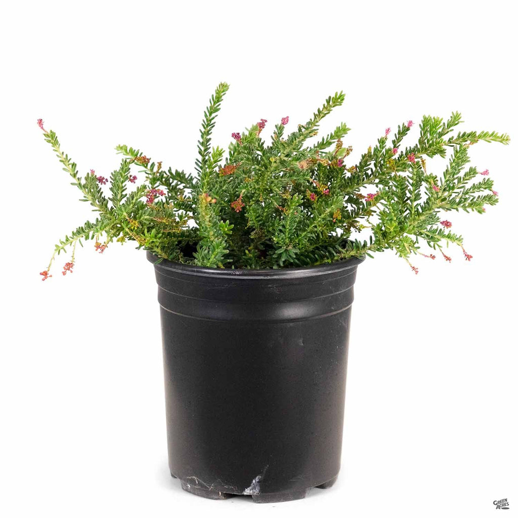 Grevillea 'Coastal Gem' — Green Acres Nursery & Supply