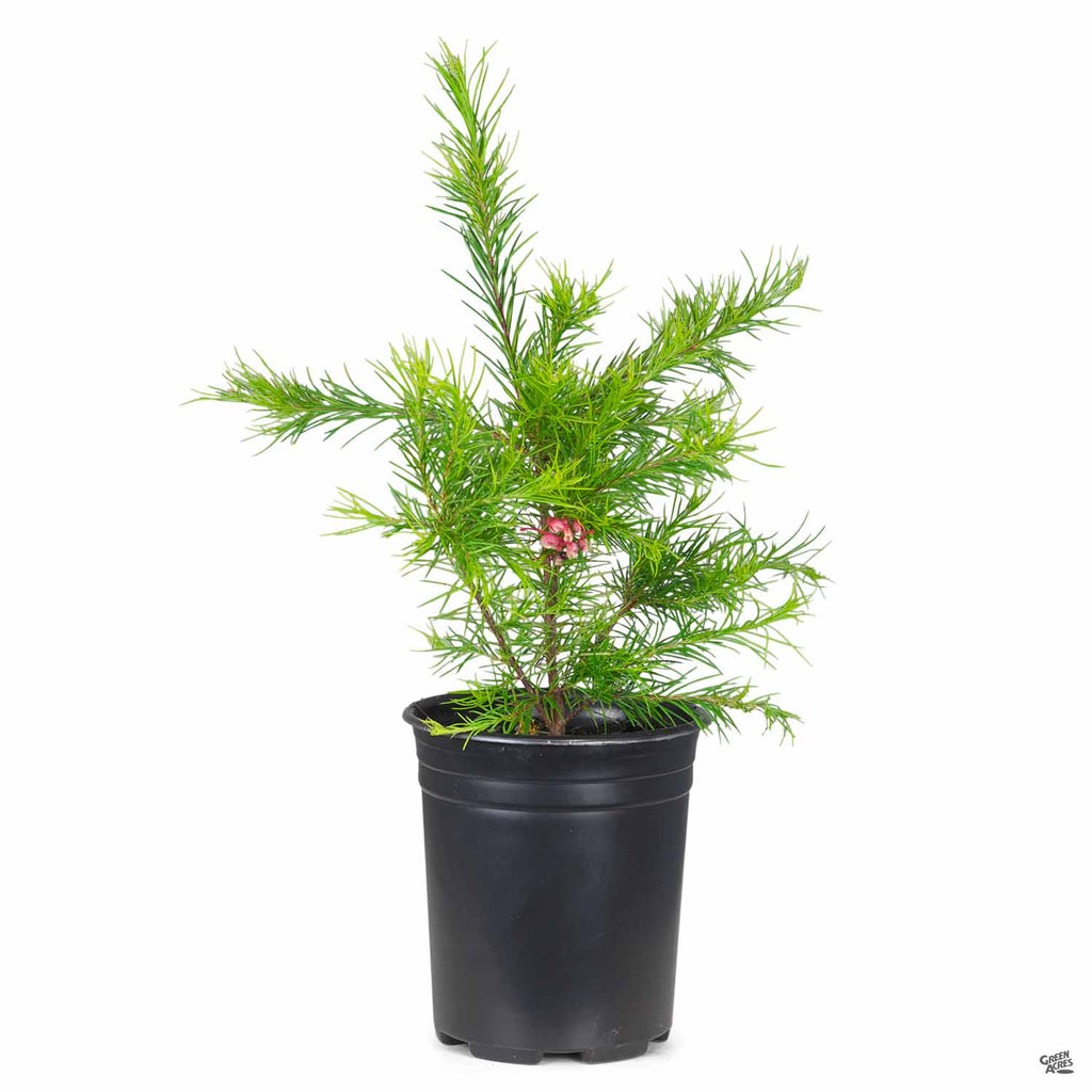 Grevillea 'Noellii' — Green Acres Nursery & Supply