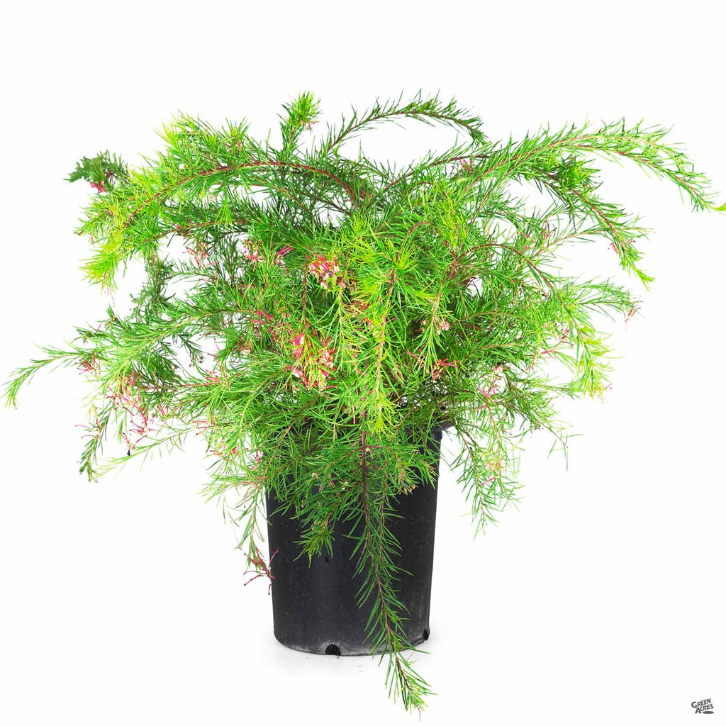 Grevillea 'Noellii' — Green Acres Nursery & Supply