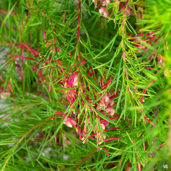 Grevillea_Noelii_600x600.jpg?v
