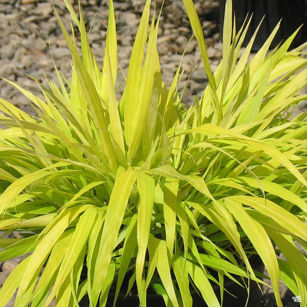 Hakonechloa_JapaneseForestGras