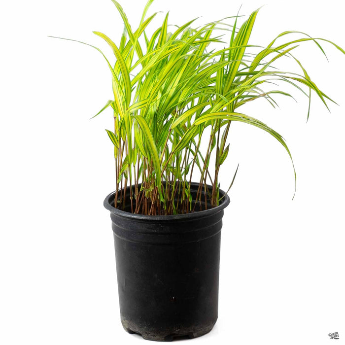Japanese Forest Grass 'Aureola' 1 gallon